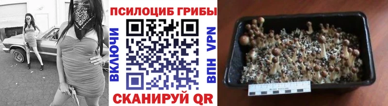 площадка клад  наркота  Яхрома  Псилоцибиновые грибы ЛСД 